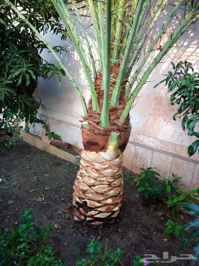 تكريب وتلقيح النخيل 6