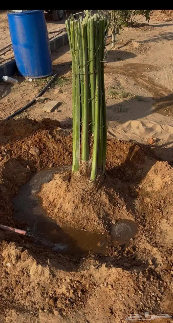 يوجد لدينا جميع انواع النخيل 0