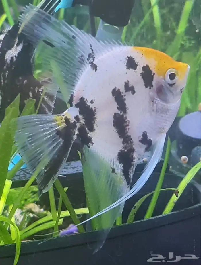 سمك زينه ثلاثه حبات 6