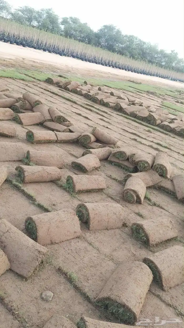 نجيل طبيعي 1