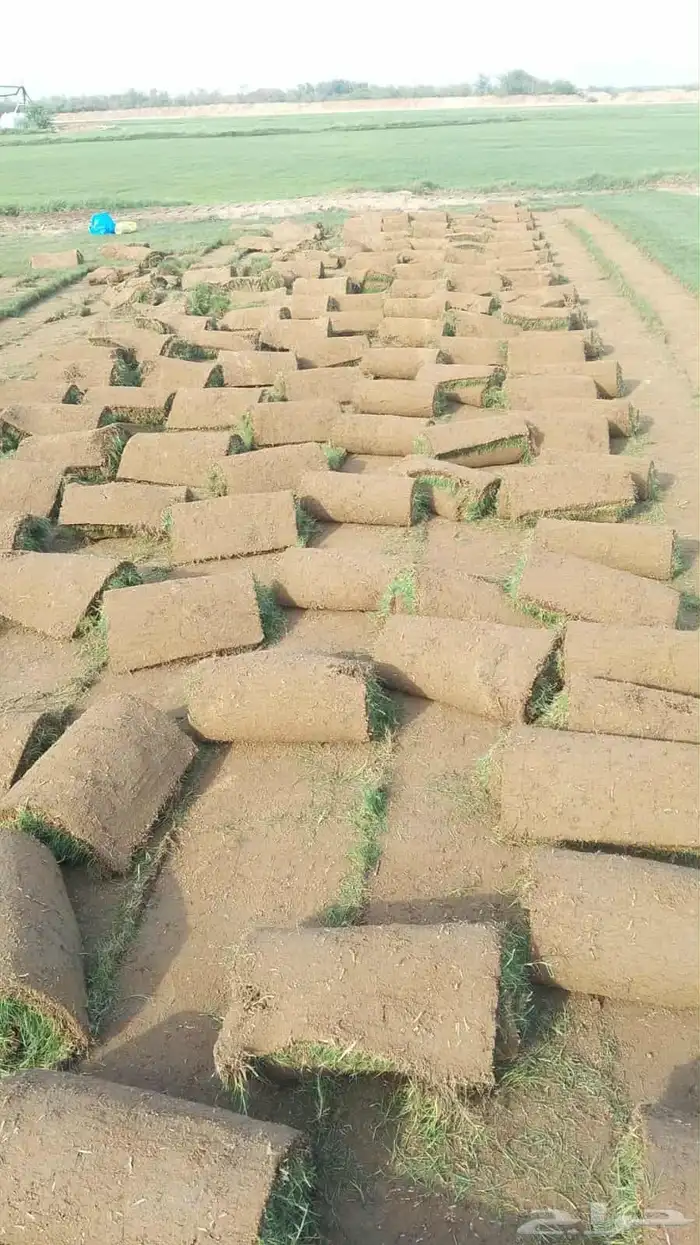 نجيل طبيعي 5