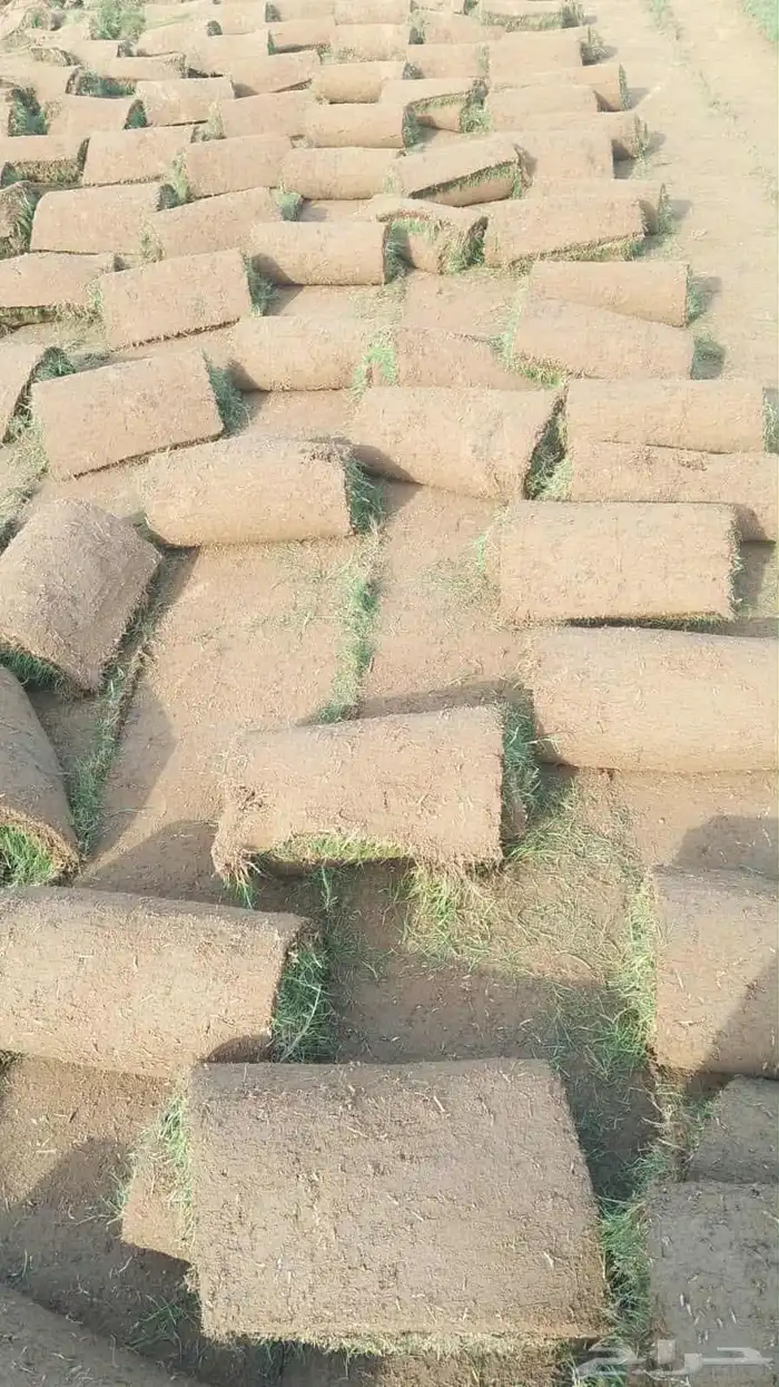 نجيل طبيعي 6