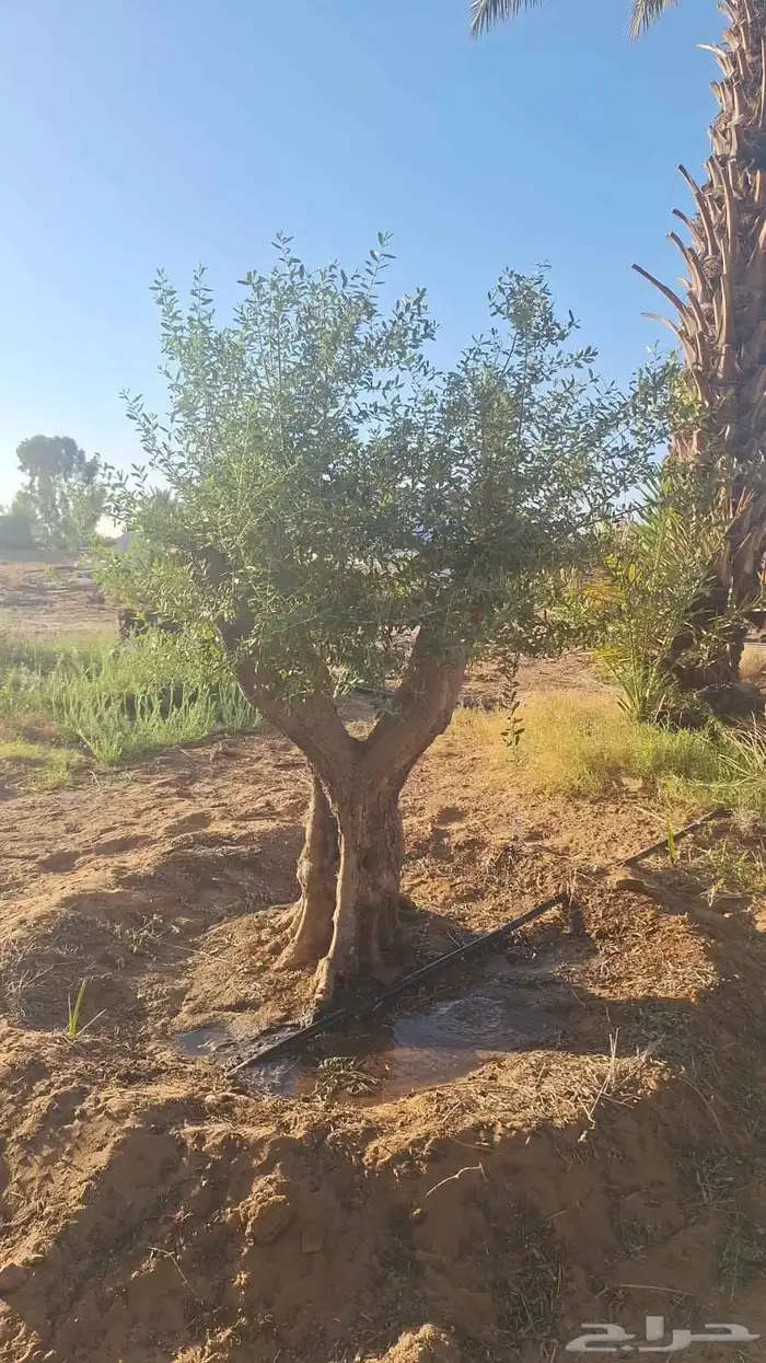 يوجد الدينا زيتون نيبالي درجه اولا وسعار مناسبه 0