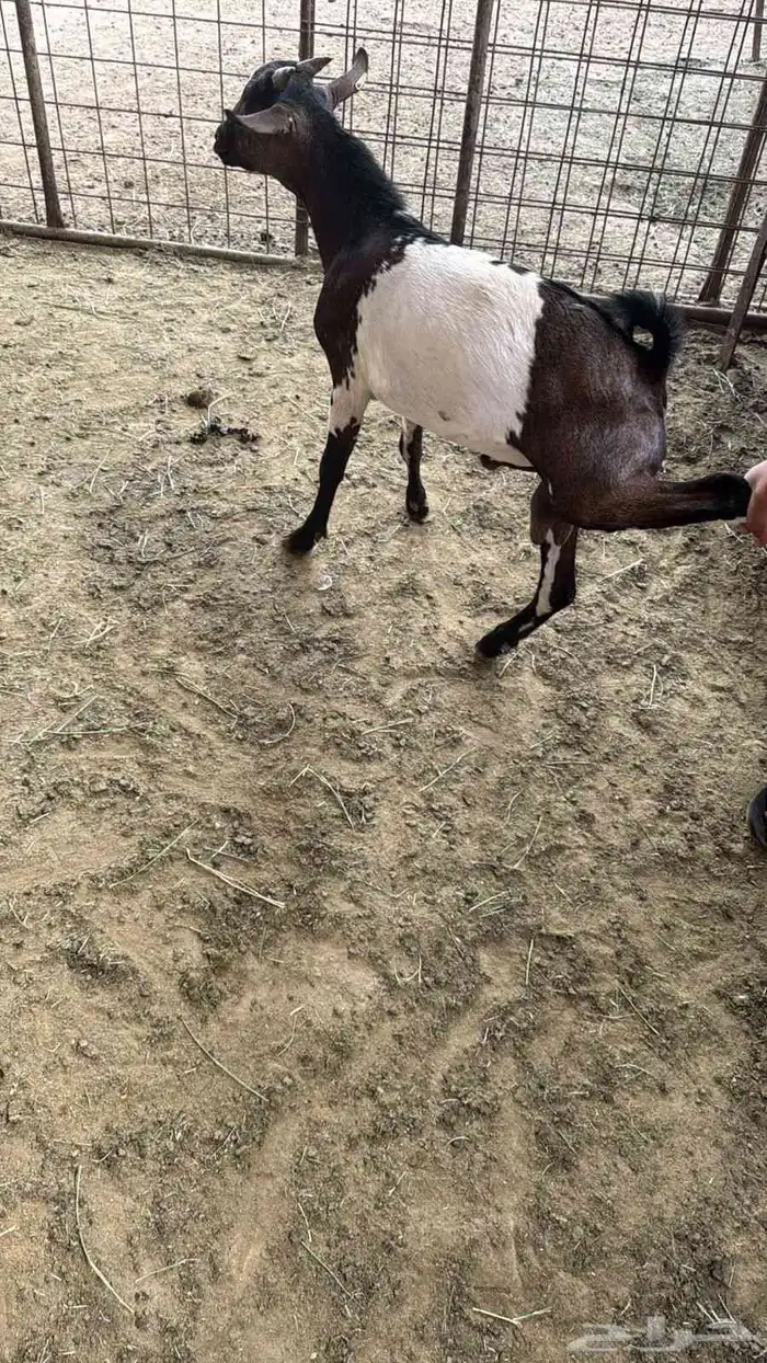 تيوس طيبه ممتازه 0