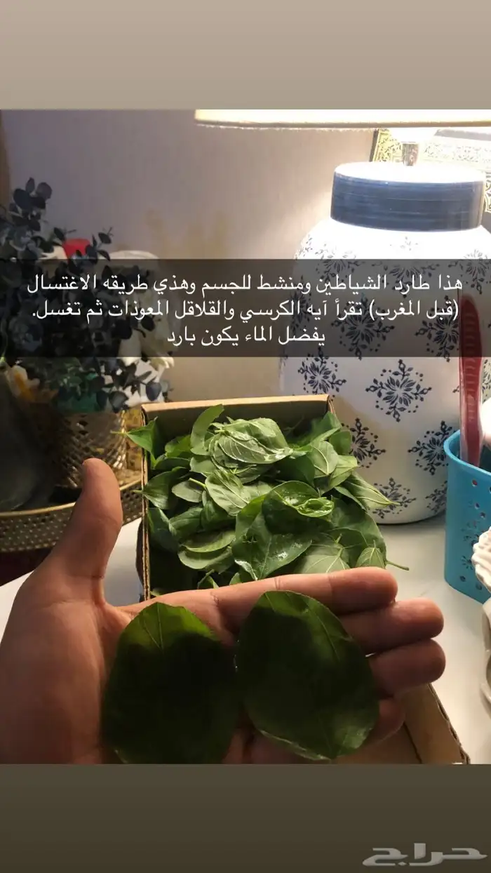شجرة سدر 10