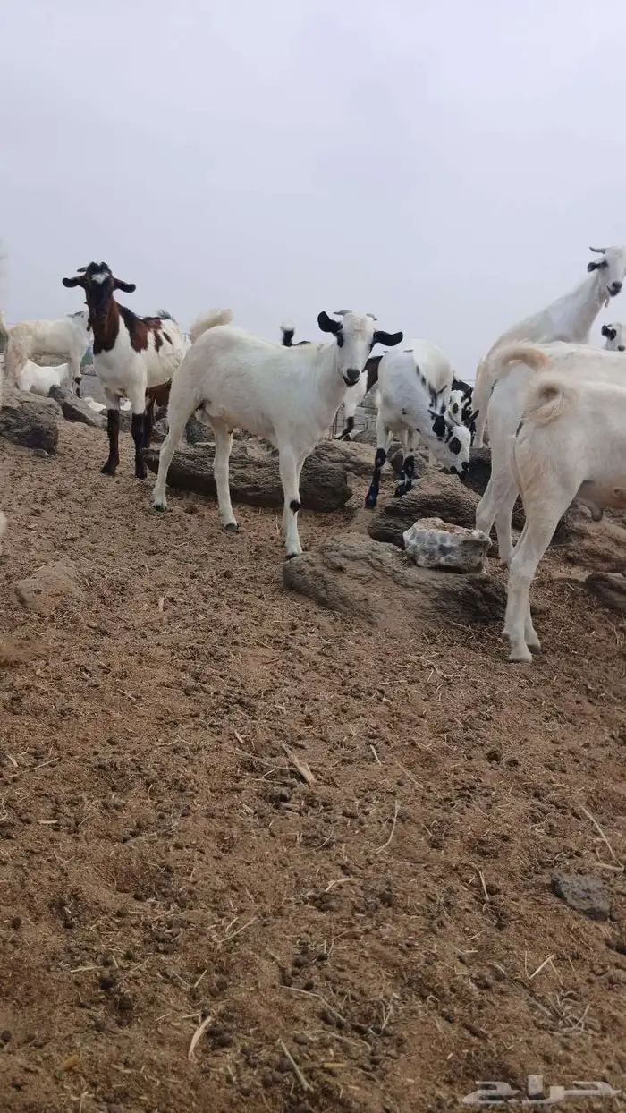 تيوس مناسبات 0