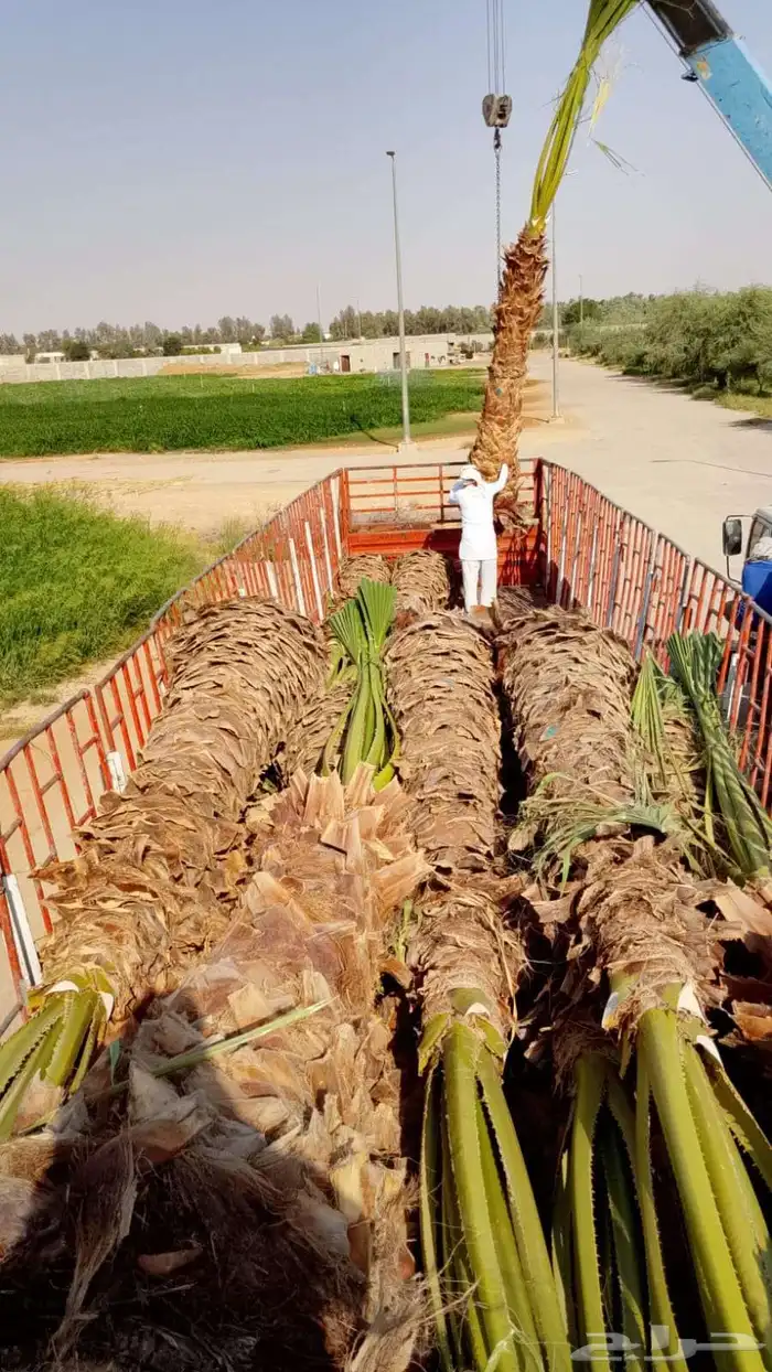 توريد وزراعه نخل واشنطني زينه ونخل عربي 4
