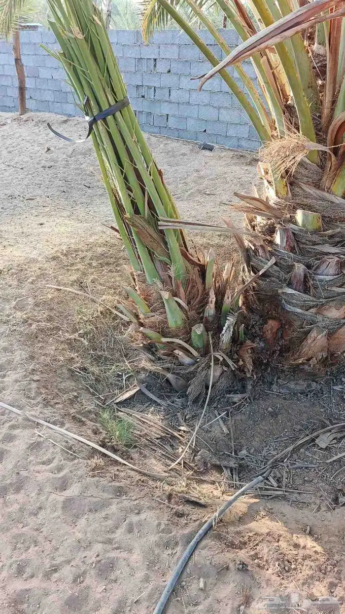 صنو فسيلة عجوة وذكر 4