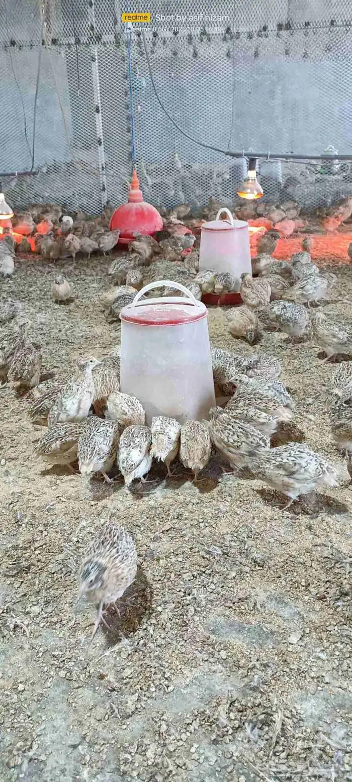 600 سمانه كىريمي سوبر جامبو العمر 5 أسابيع 3