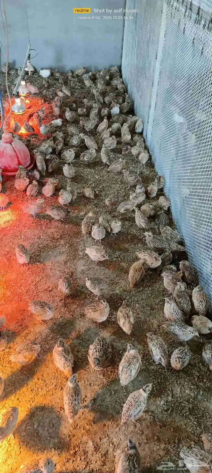 600 سمانه كىريمي سوبر جامبو العمر 5 أسابيع 1