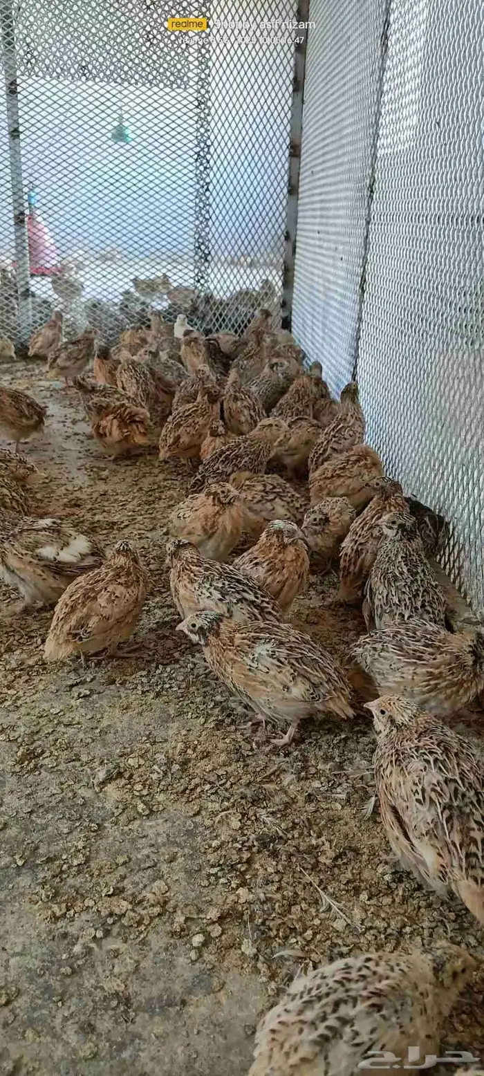600 سمانه كىريمي سوبر جامبو العمر 5 أسابيع 2