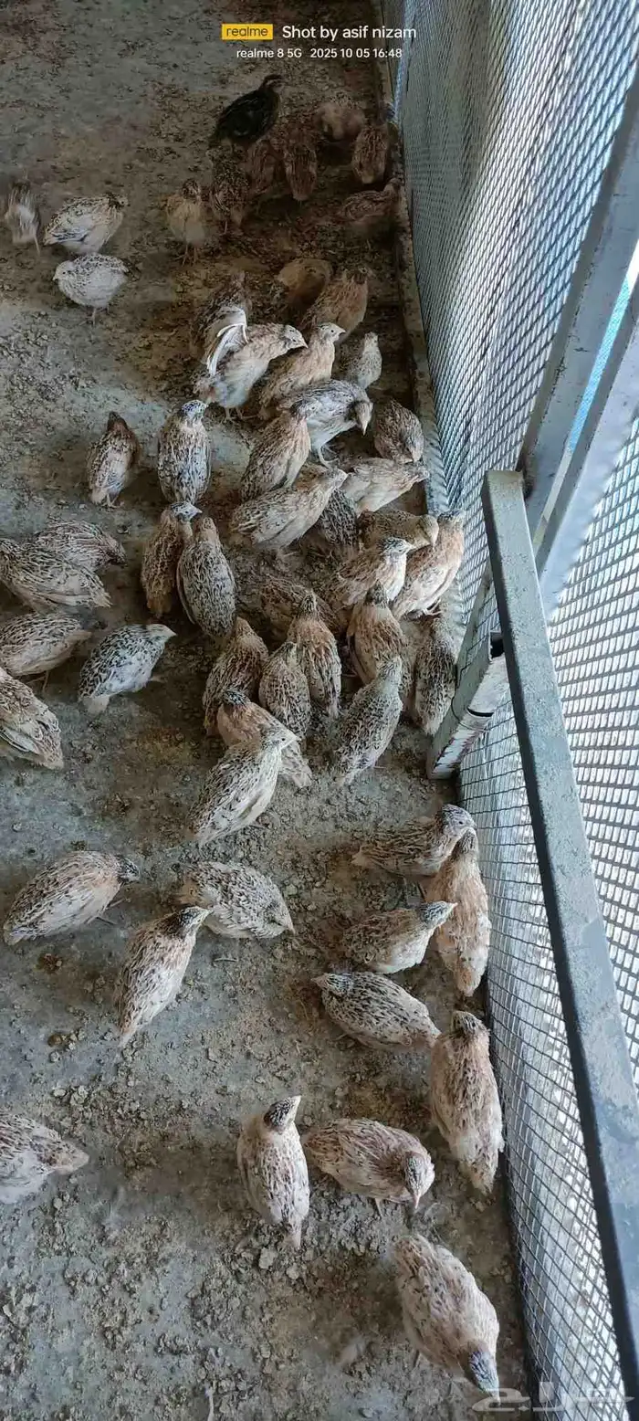 600 سمانه كىريمي سوبر جامبو العمر 5 أسابيع 5