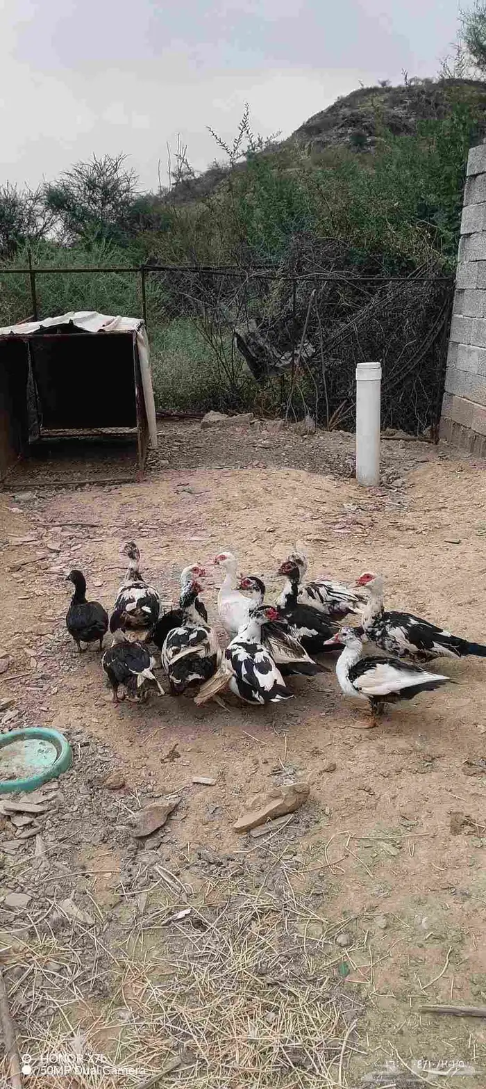 بط بلدي 2