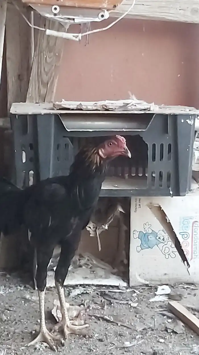 ديك ودجاجتين باكستاني 7