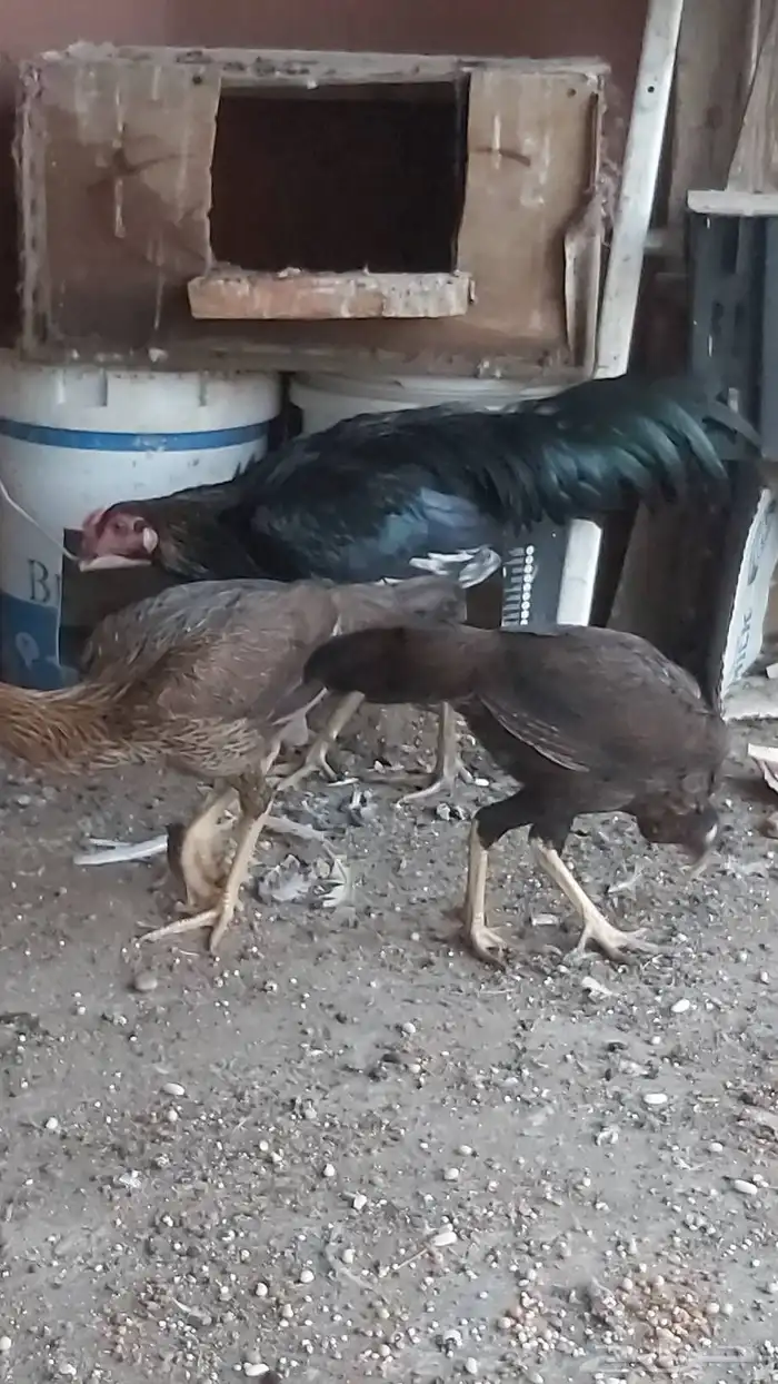 دجاجتين باكستاني 4