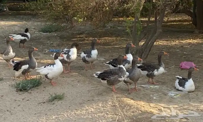 وز عربي الدمام 2