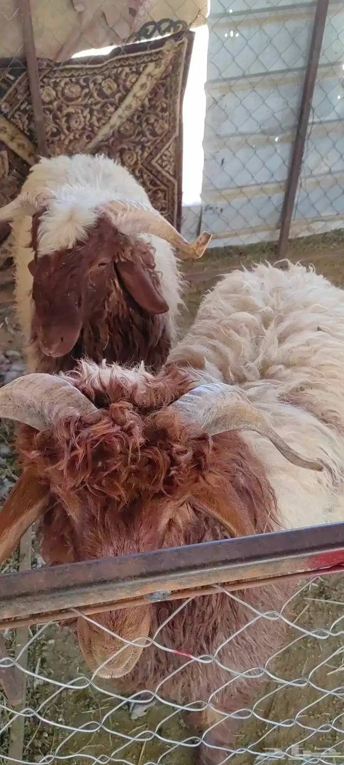 خرفان نعيمي بلددد للبيع 1
