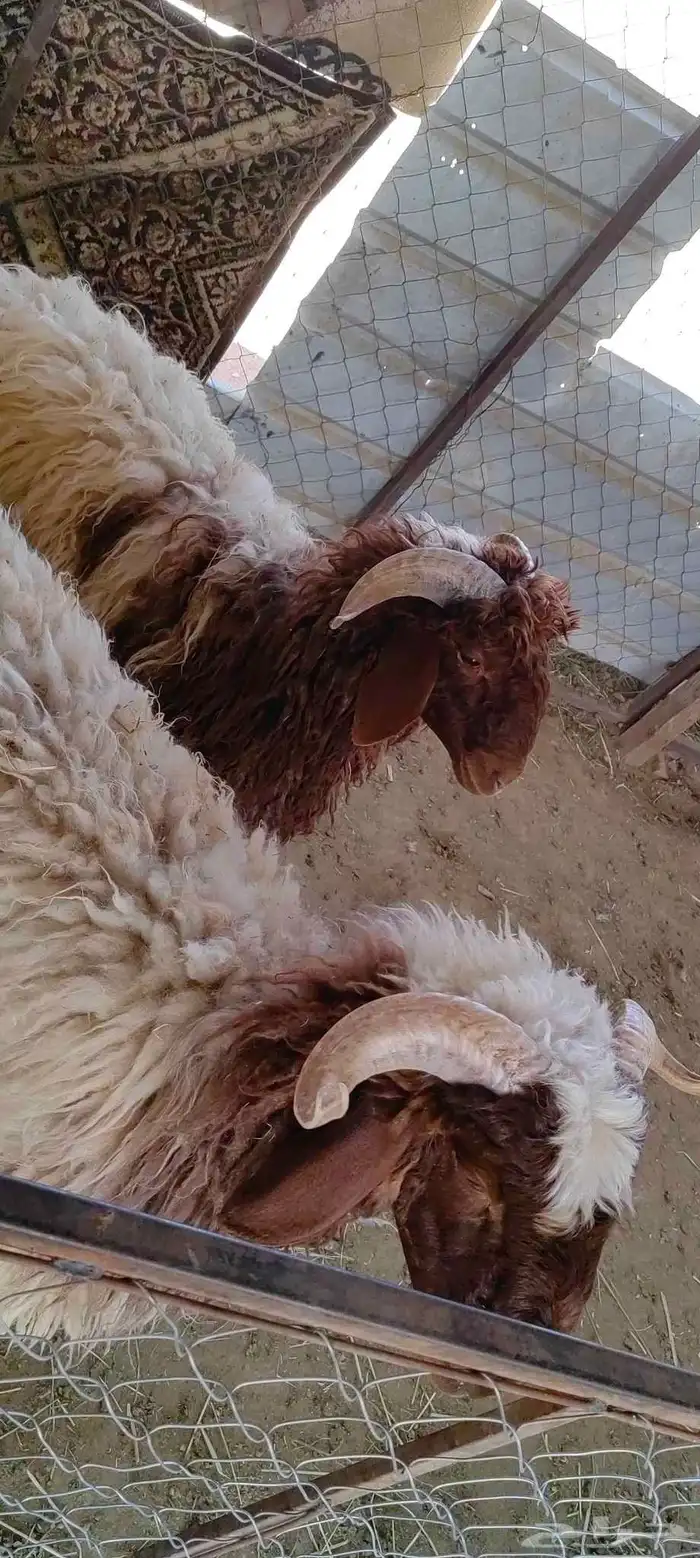 خرفان نعيمي بلددد للبيع 0