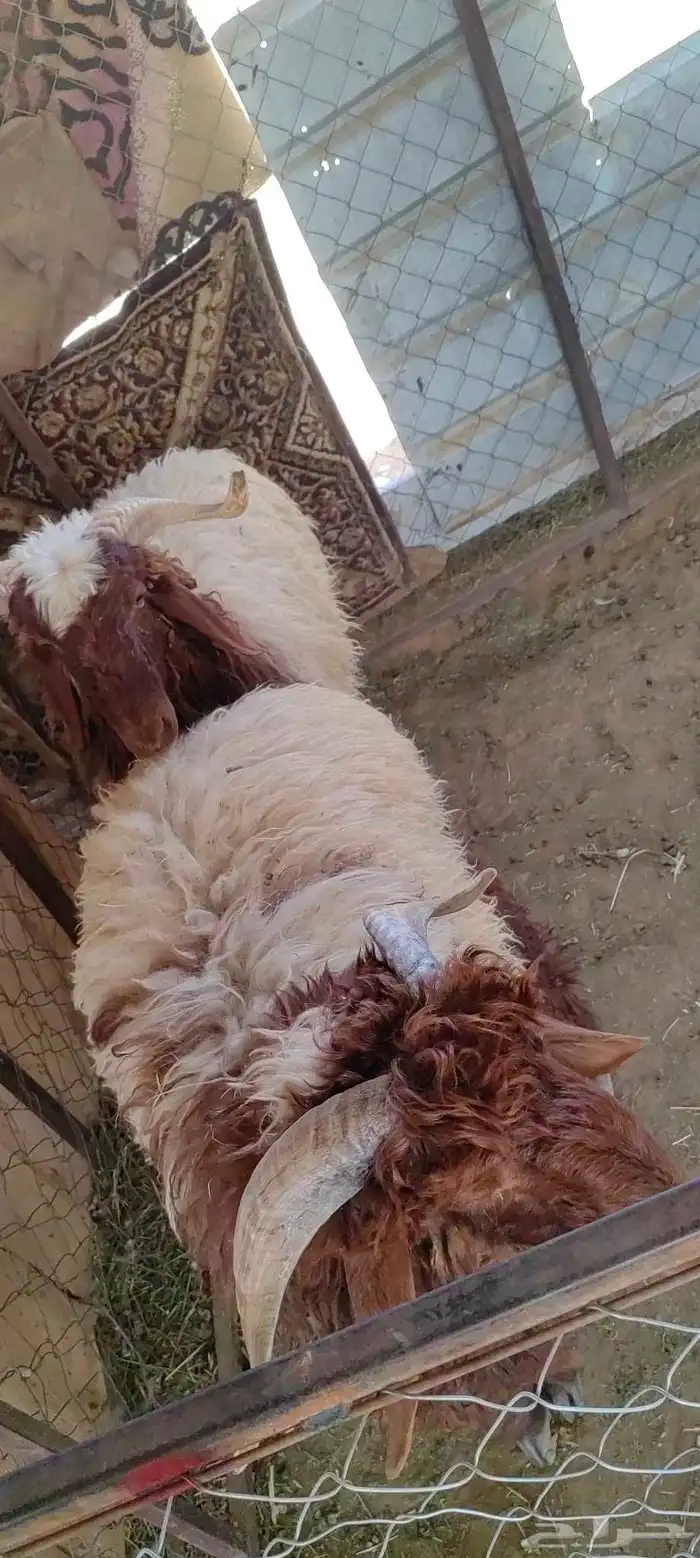 خرفان نعيمي بلددد للبيع 4