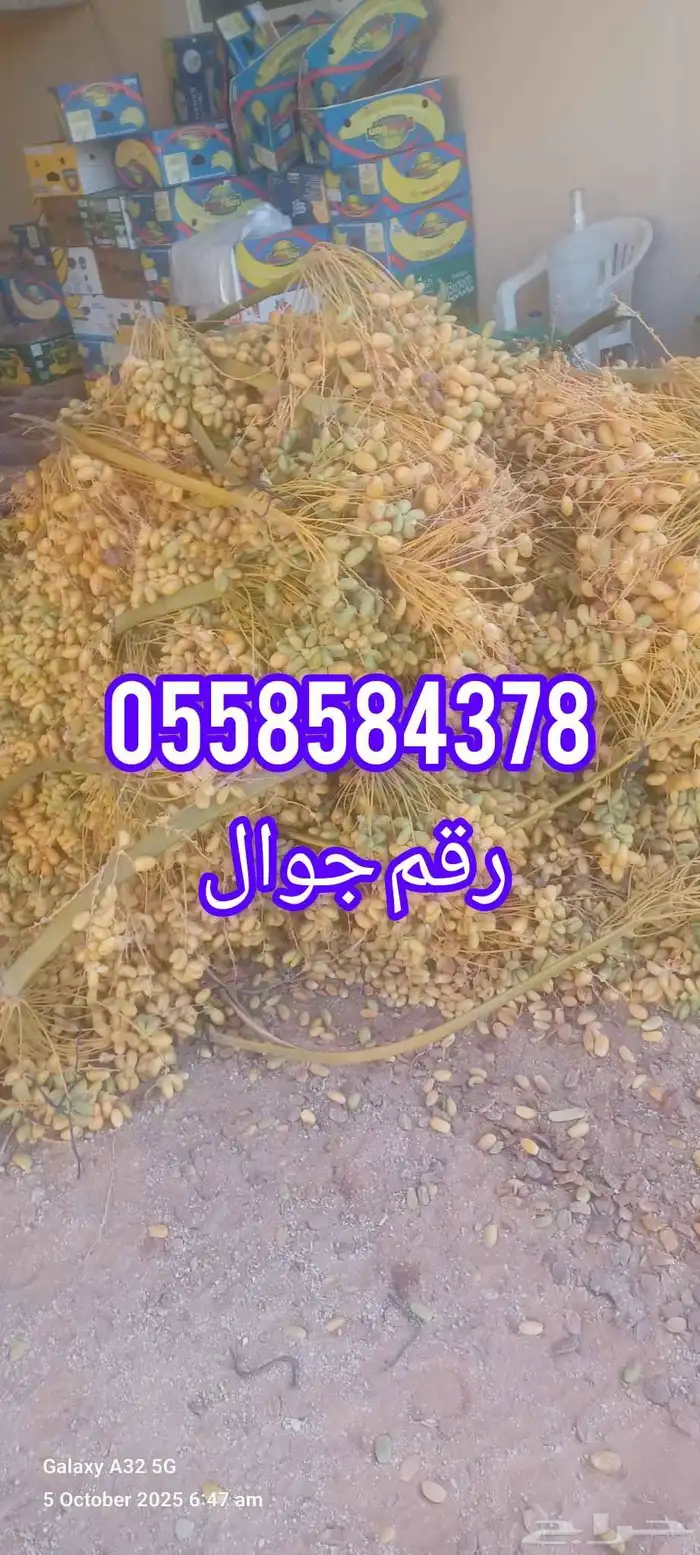للبيع قنو تمر زياده 0