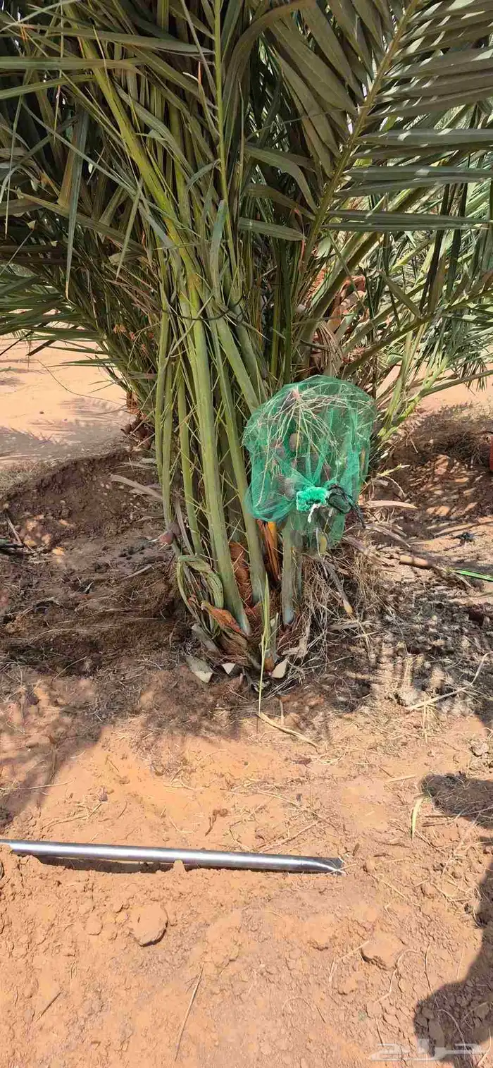 نخل اللبيع في الدوادمي 1