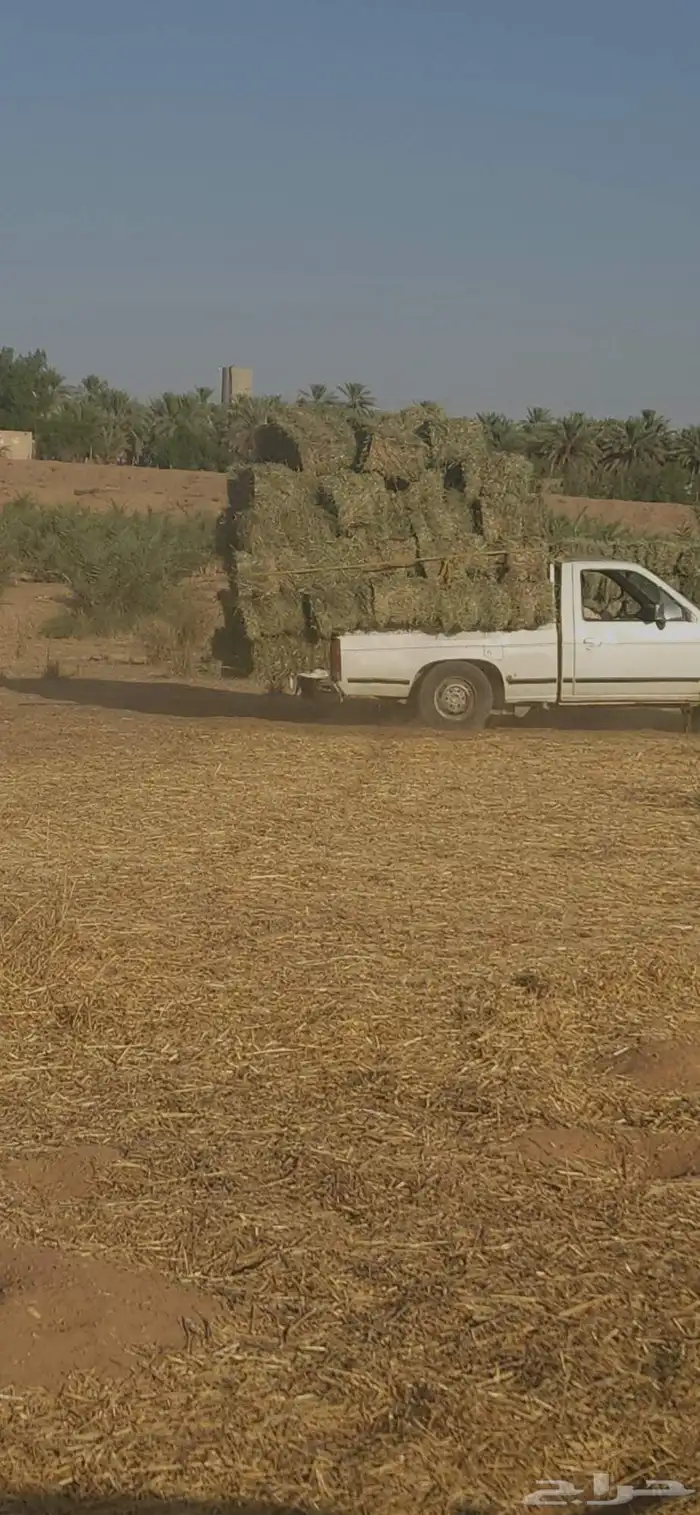 ابو محمد لبيع الاعلاف بلو بنك ورق شد طيب 3