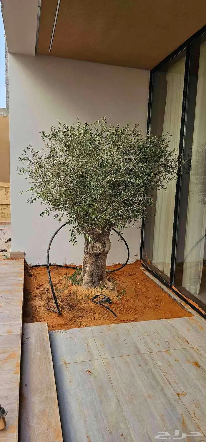 زيتون معمر اشجار زيتون 3