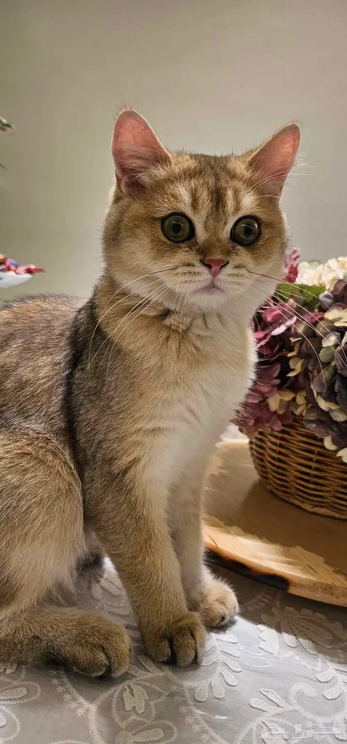 سكوتش ذكور للبيع العمر 6شهور 1