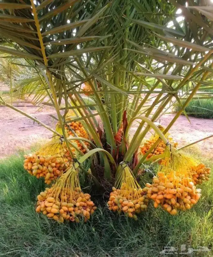 نخل مثمر للبيع خلاص برحي هلالي سكري نخيل واشنطني زينه للبيع 0