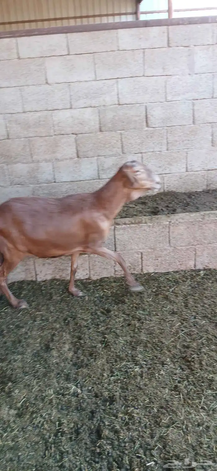 غنم ساكني حيل سيحه شرت 5
