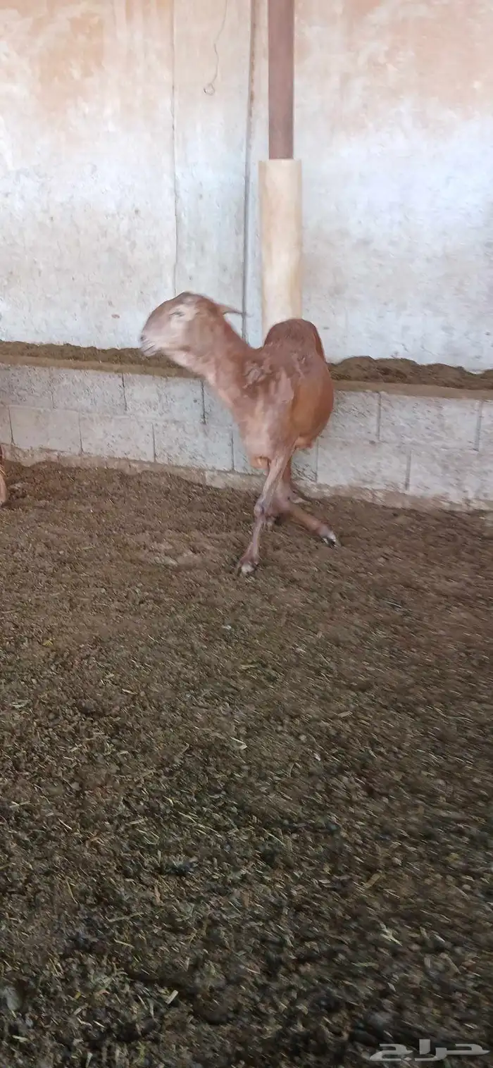 غنم ساكني حيل سيحه شرت 0