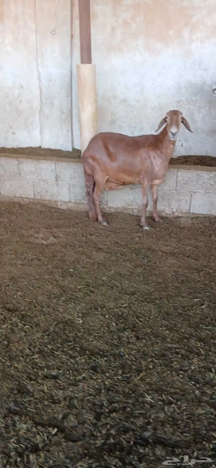 غنم ساكني حيل سيحه شرت 1