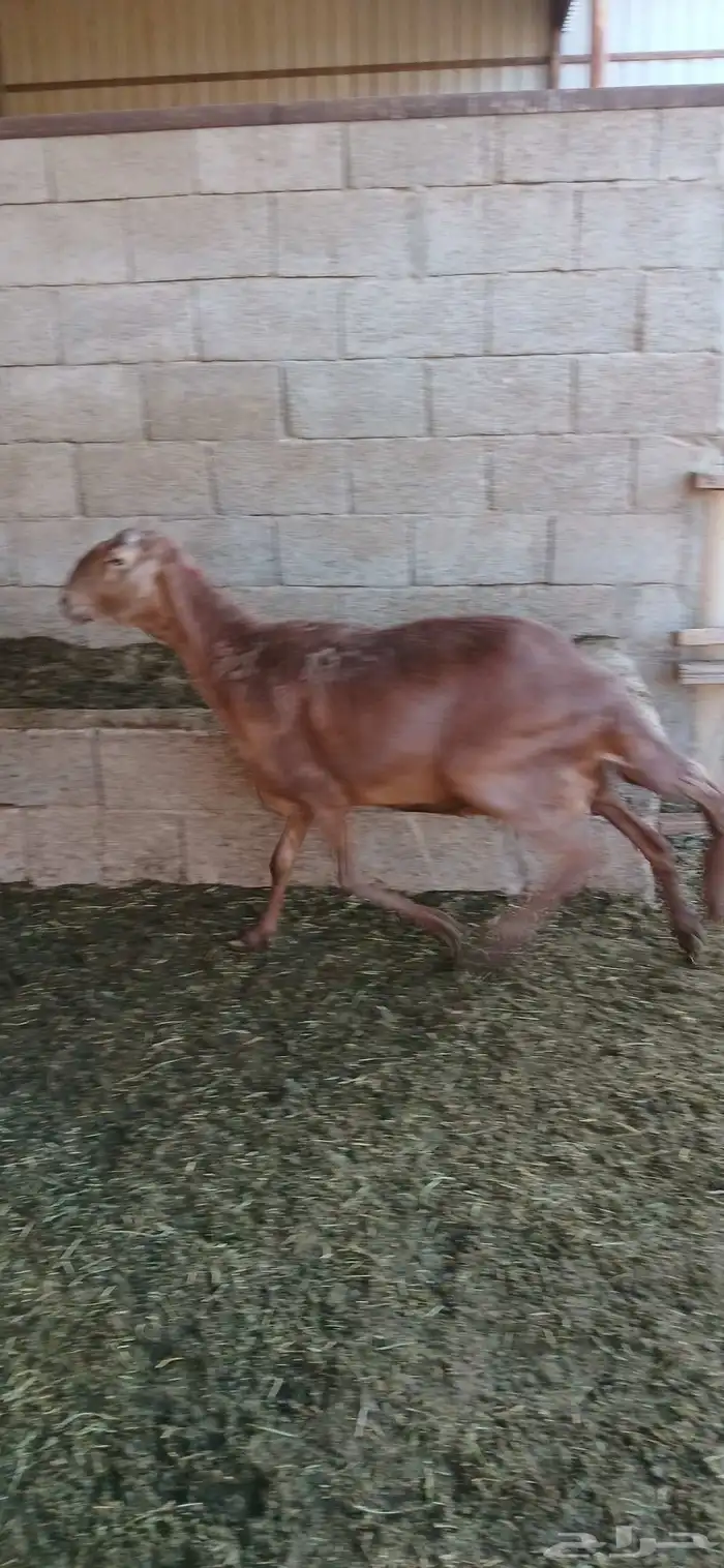 غنم ساكني حيل سيحه شرت 4