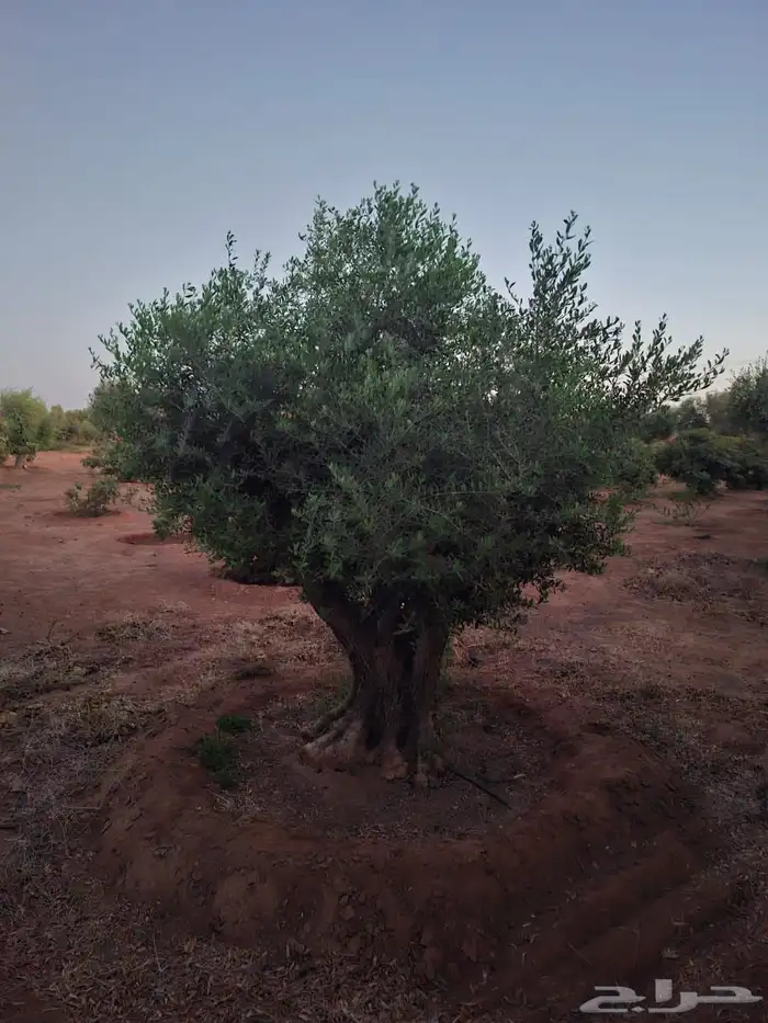 شجرزيتون 4