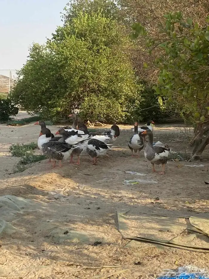 وز عربي الدمام 1