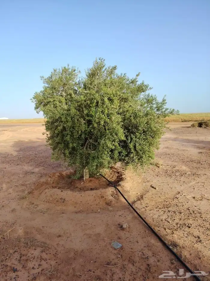 جميع أنواع الزيتون والبرتقال والنخيل 5
