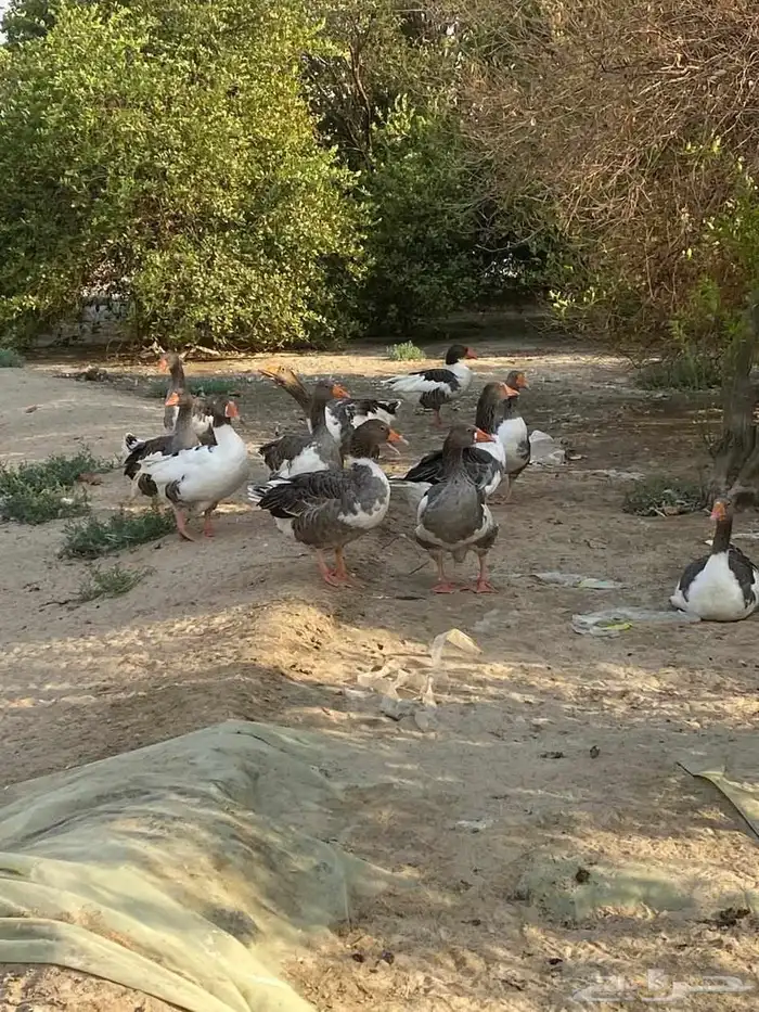 وز عربي الدمام 0