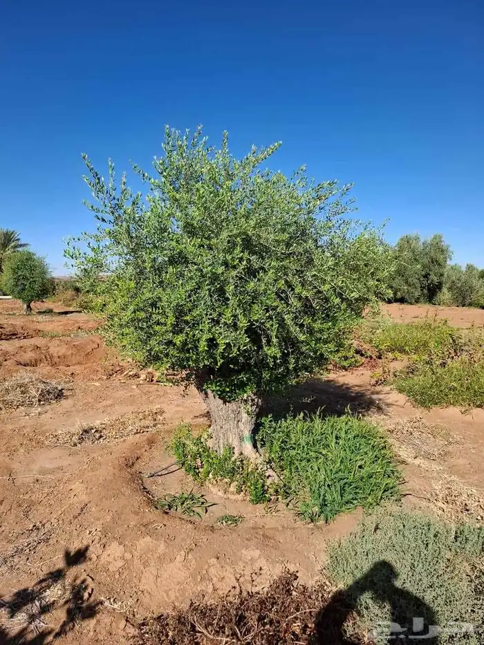 شجر زيتون معمر ونخيل 9