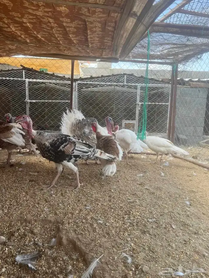 دجاج رومي 5