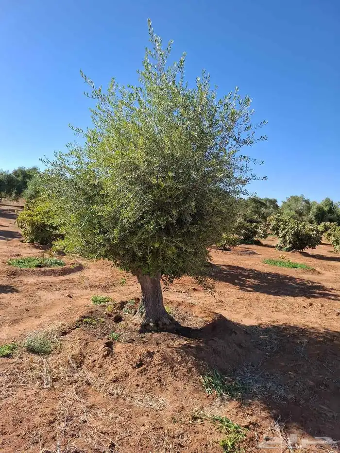 يوجد الدينا زيتون نيبالي درجه اولا وسعار مناسبه 2