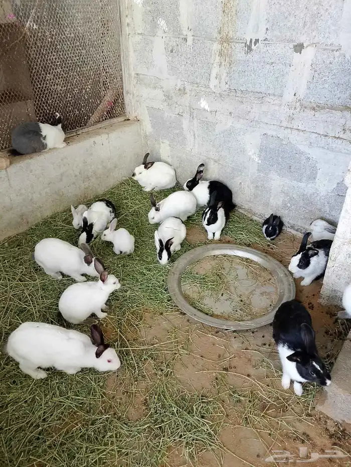 ارانب ذكور للبيع 8