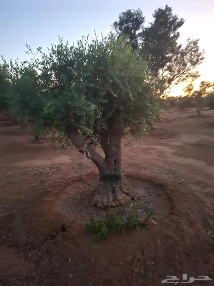 شجرزيتون 7