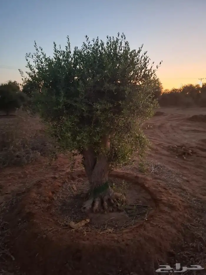 شجرزيتون 6