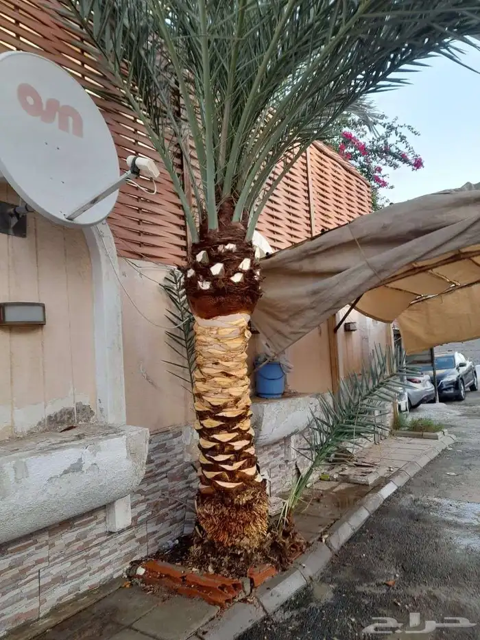 تنسيق حدائق 4
