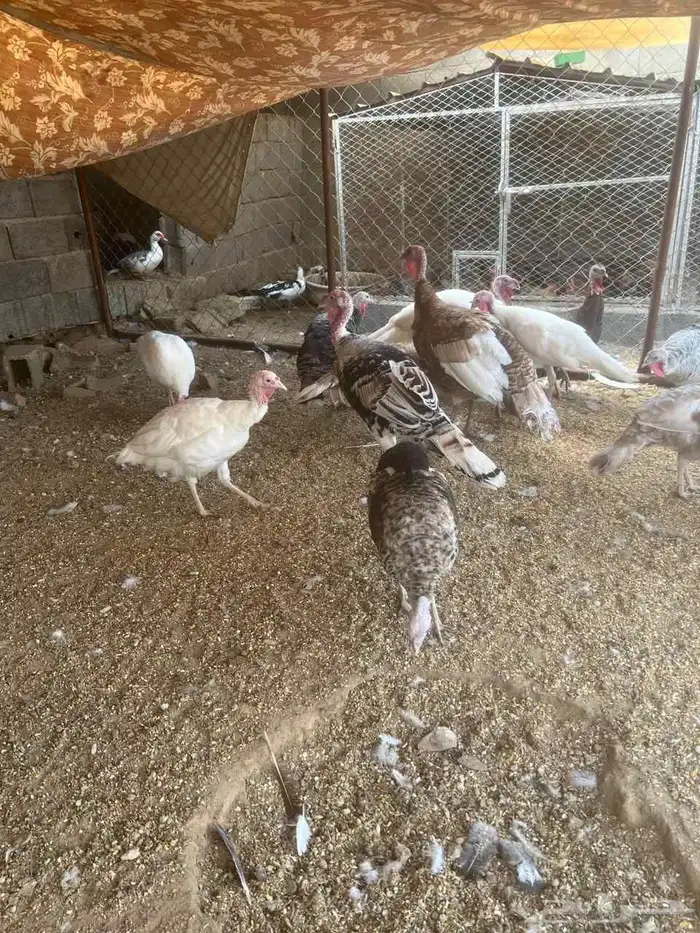 دجاج رومي 0