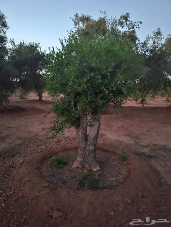 شجرزيتون 5
