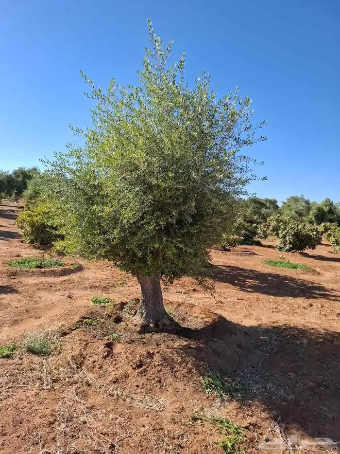 شجر زيتون معمر ونخيل 0