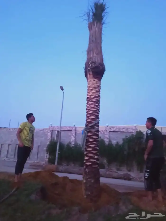 تنسيق حدائق 5