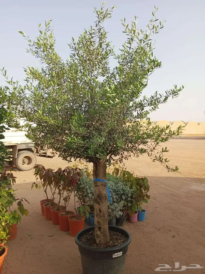 مشتل زراعي 14