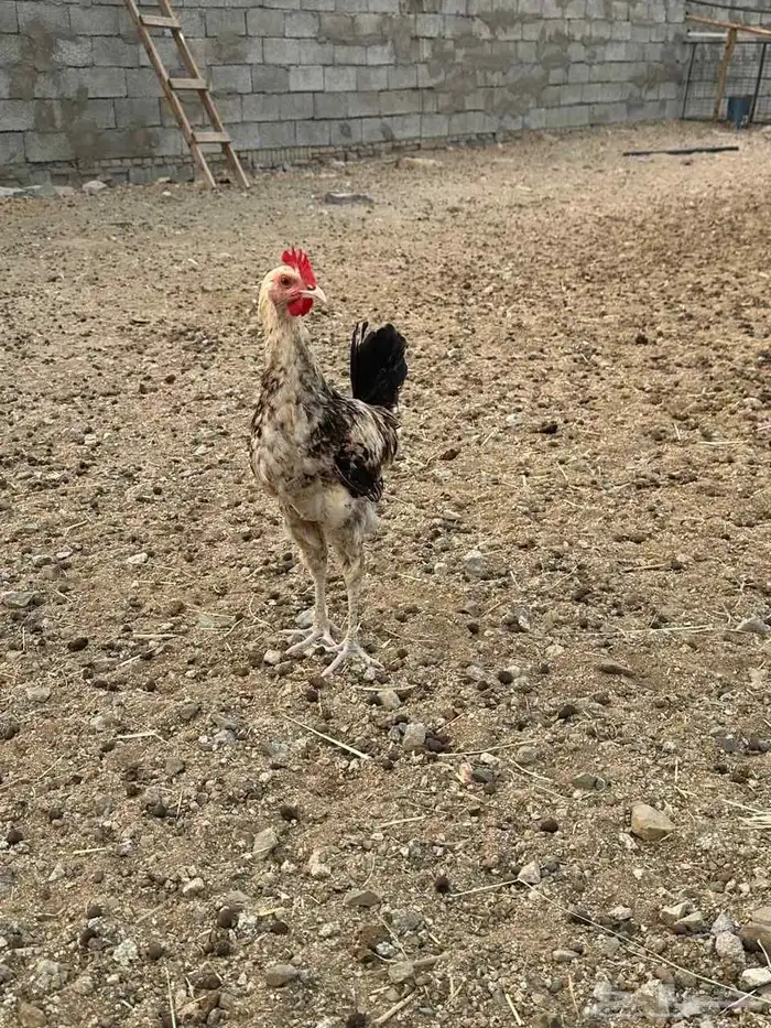 ديوك للبيع بلدي 0